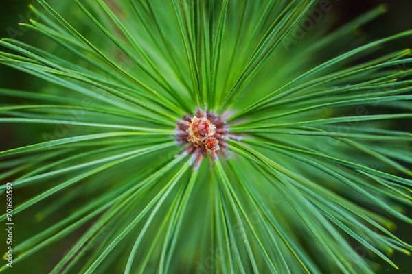 Fototapeta Needles of conifers close-up. Background and texture.