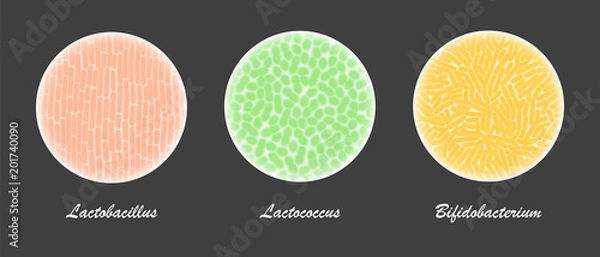 Obraz Probiotic bacteria cultures under a microscope, field of view with lactobacillus, bifidobacterium, and lactococcus useful microorganisms for proper intestinal microflora and healthy nutrition