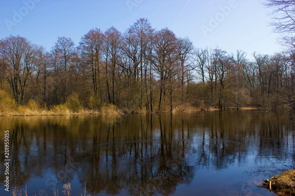 Fototapeta Tress and reflections. Oak and alder wood with reflection in the water of the river. Beautiful drawing of branches and trunks. Calm flow. Sunny spring day with clea bluer sky.