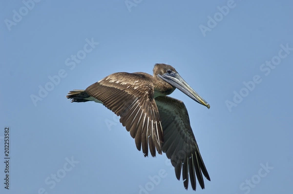 Fototapeta Brown pelican in flight