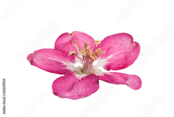 Obraz pink flowers of apple-tree isolated