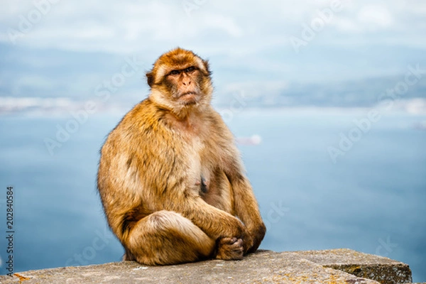 Fototapeta Portrait of a wild female macaque.  Macaques are one of the most famous attractions of the British overseas territory