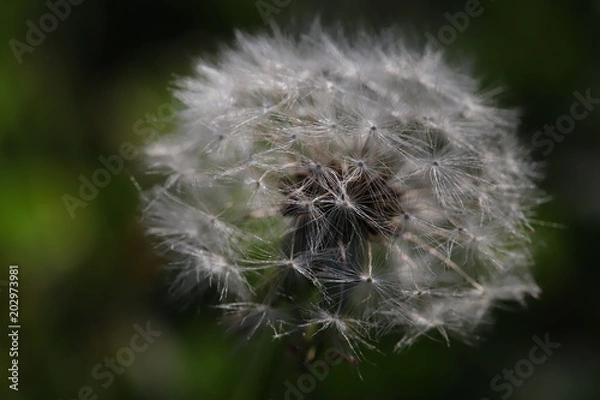 Fototapeta overblown dandelion