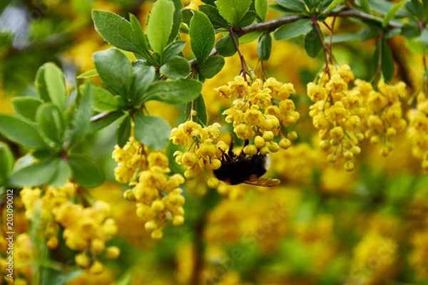 Fototapeta Yellow flowers of bird cherry close-up. Blossom, Cherry, Cherry Blossom, Flower, Forest