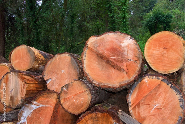 Fototapeta Cross section of logs stacked and cut, trees in background. Smoke from mill rising in the background.