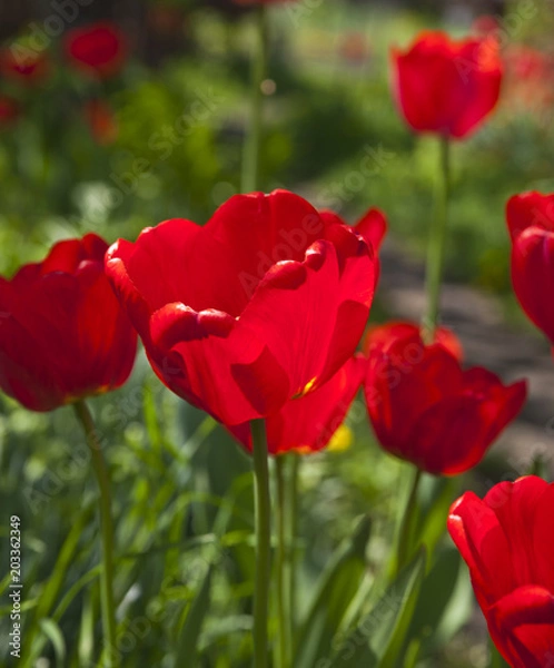 Fototapeta Closeup photo of red tulip core, abstract floral background