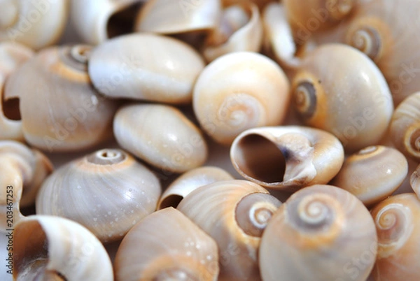 Fototapeta Different colors and size shells close-up on white background