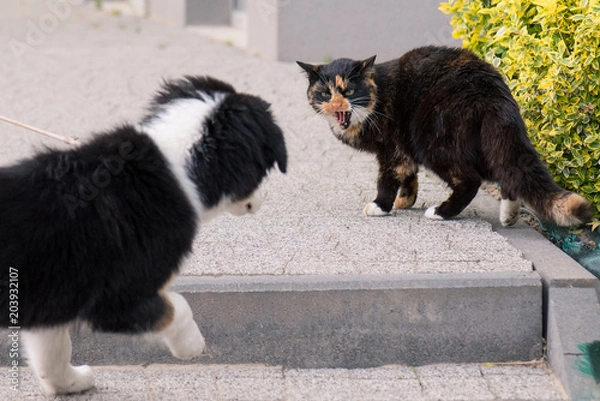 Fototapeta Adult famale cat and puppy Australian shepherd dog on the stairs outdoors. 