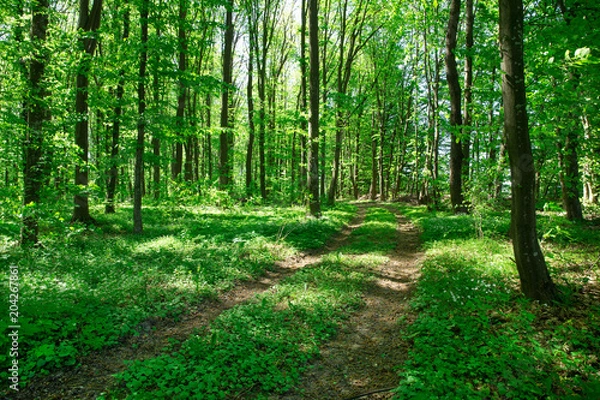 Fototapeta Forest trees. nature green wood sunlight backgrounds