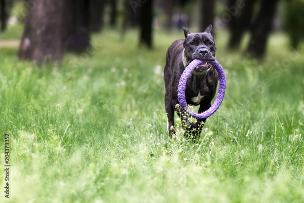 Fototapeta Cane Corso Italiano