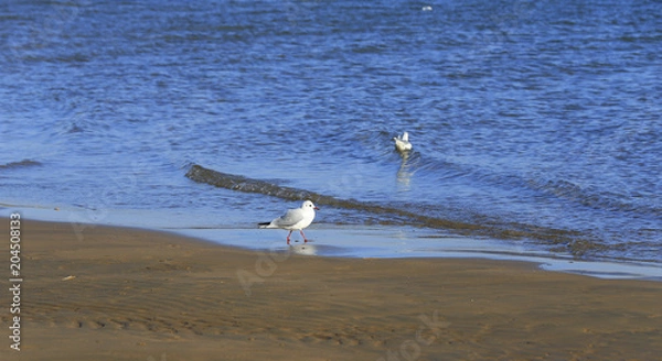 Fototapeta The seagulls are walking by the sea