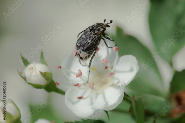 Fototapeta an insect on a white flower