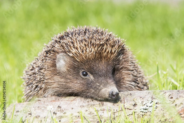 Fototapeta hedgehog