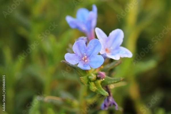 Fototapeta Macro picture of Lithodora flowers, soft perspective, blurry background, morning sun