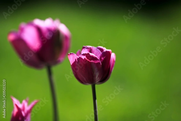 Fototapeta purple tulips with green leaves on a blurred nature background