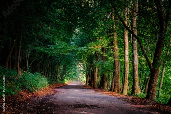 Obraz Magic tunnel and pathway through a thick forest with sunlight. The path framed by bushes. Dramatic and gorgeous scene. Location place Ternopil, Ukraine, Europe. Discover the world of beauty.