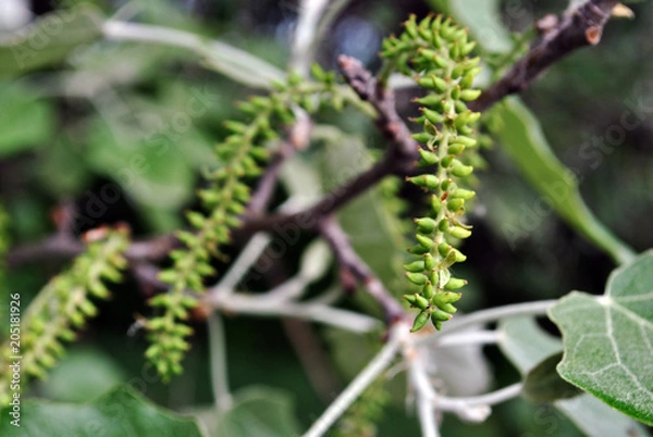 Fototapeta Aspen tree blooming twig with green leaves, flower close up detail, soft blurry background