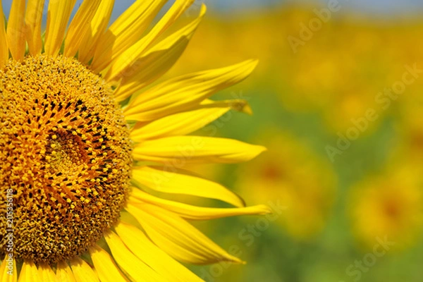 Fototapeta close-up of a beautiful sunflower in a field