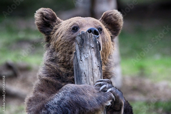 Fototapeta Brown bear in Carpathian Mountains in Transylvania, Romania