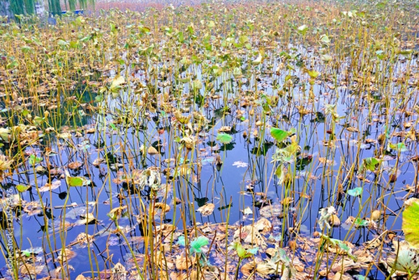 Fototapeta China Beijing Beihai imperial park lotus pond