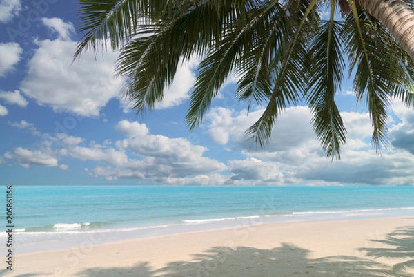 Fototapeta Beautiful tropical beach with coconut palm at summer time