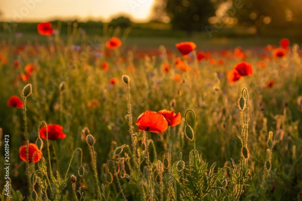 Fototapeta Poppy season