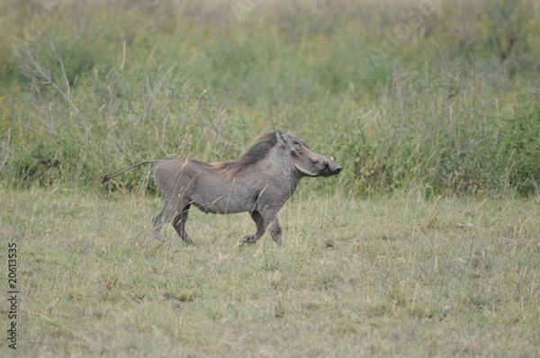 Fototapeta Warzenschwein