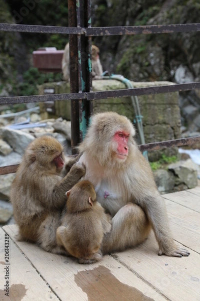 Fototapeta Mother Japanese Snow Monkey Nursing Baby