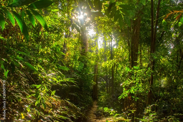 Fototapeta Thailand rainforest with very big trees in the Koh Samui Island