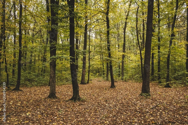 Fototapeta Autumn forest. The leaves in the trees turned yellow.