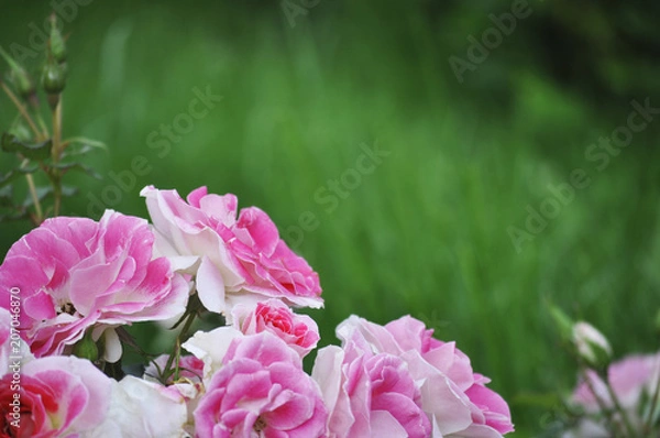 Fototapeta Blooming pink rose on a green blur background