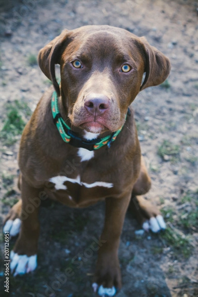 Fototapeta Chocolate Brown Pit Bull Mix on a Winter Morning