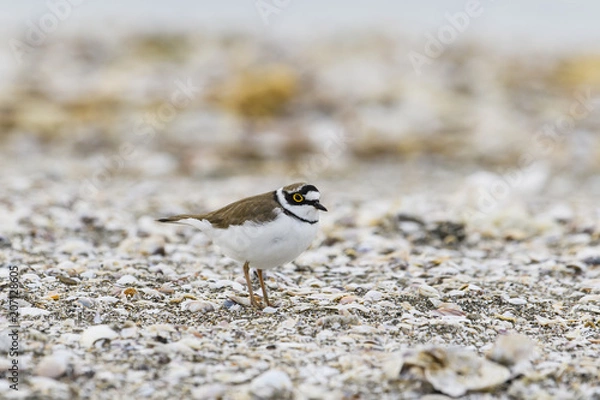 Fototapeta コチドリ(Little ringed plover)