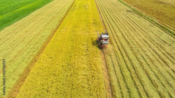 Fototapeta Combine harvester machine with rice farm.Aerial view and top view. Beautiful nature background.