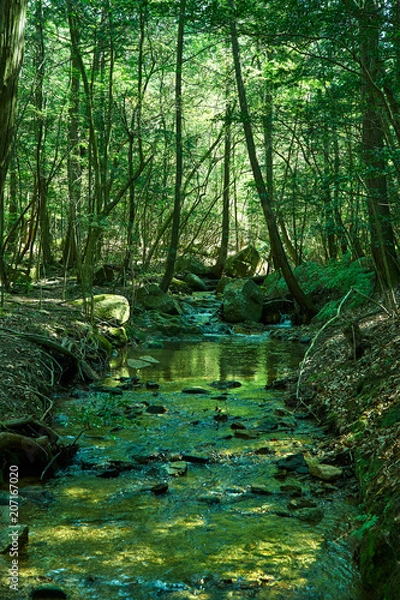 Fototapeta 金勝アルプス登山道