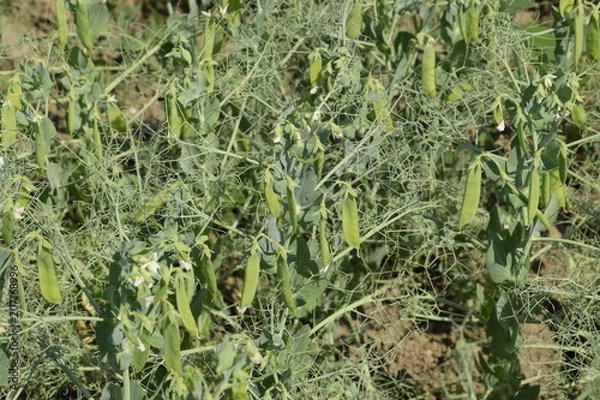 Fototapeta Green peas in the field. Growing peas in the field. Stems and pods of peas