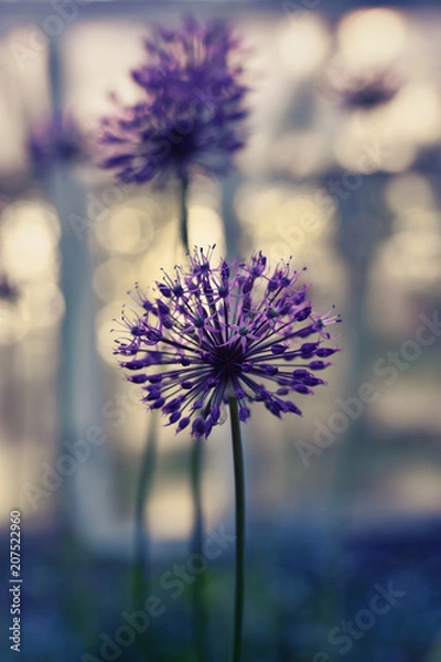 Fototapeta Purple Allium