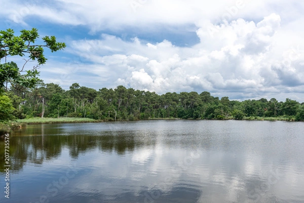 Fototapeta BASSIN D'ARCACHON (France), côté nature (Arès - Andernos)