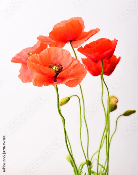 Fototapeta Poppy macro isolated