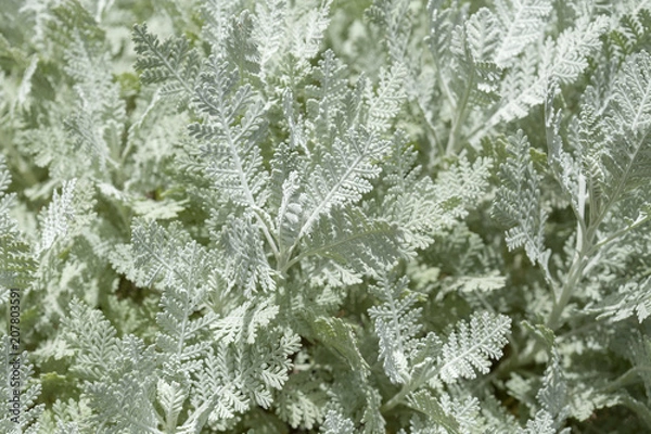 Fototapeta Flora of Gran Canaria - Tanacetum ptarmiciflorum