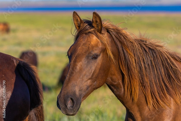 Fototapeta Portrait of wild horse in wildlife