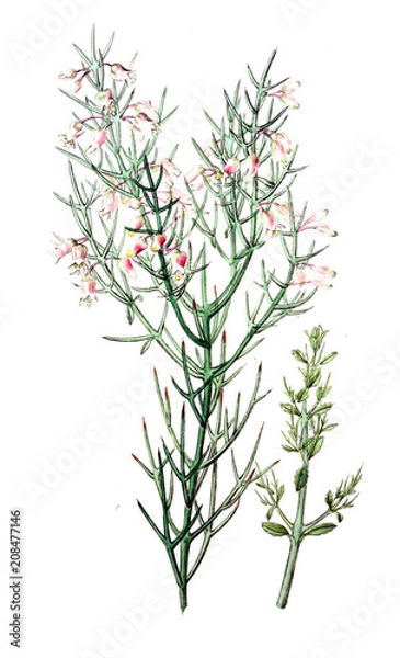 Obraz Illustration of plant