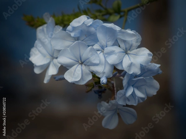 Fototapeta Little Blue Flowers