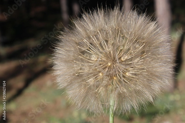 Fototapeta dandelion