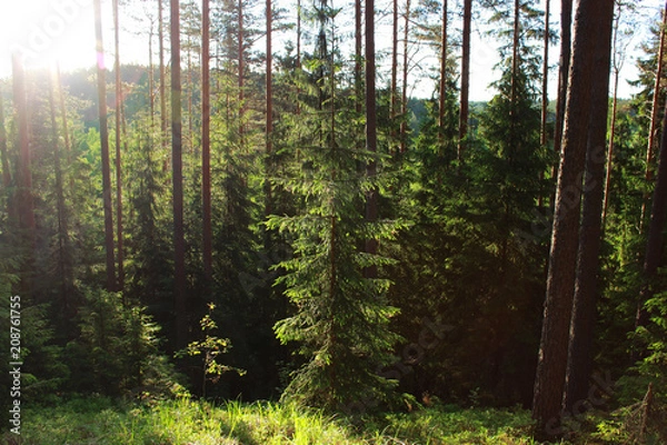 Fototapeta sun and coniferous forest of pine and fir in the reserve. Leningrad Region, Russia