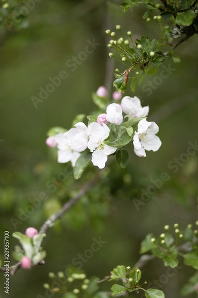 Fototapeta Apfelblüten