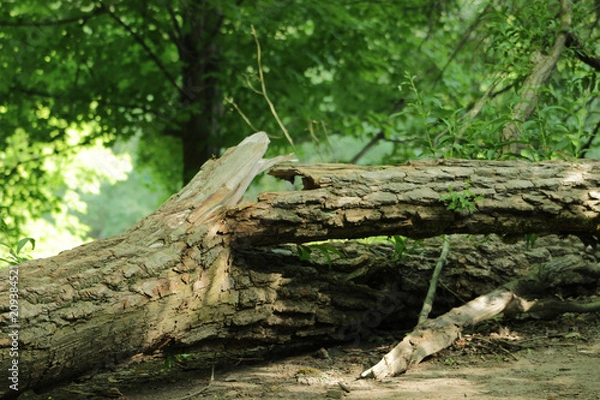 Fototapeta A broken wood