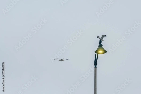 Fototapeta Alone gull on a illumination lantern