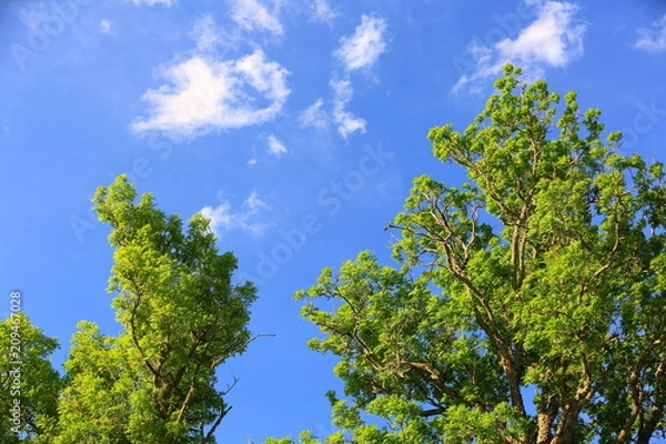 Fototapeta Gorgeous view of green crowns of big high trees on blue sky with white clouds background. Beautiful nature background.