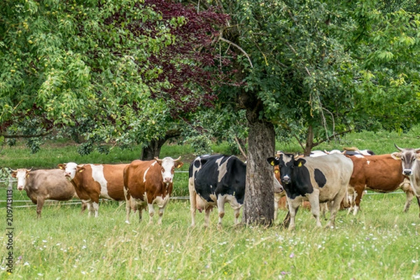 Fototapeta Rinder und Kühe auf der Weide